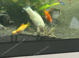 Large white molly for sale