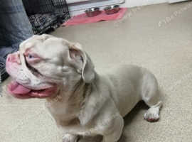 Rocco english bulldog