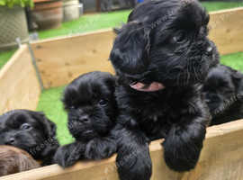 F1 shihpoos for sale
