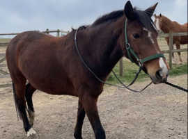 Grass Livery/DIY Epsom Downs