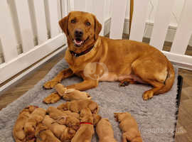 KC registered Fox Red Labrador puppies
