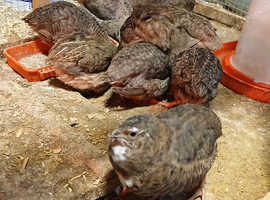 Japanese Quail In Grimsby