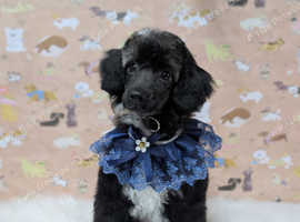 One little boy left, fully vaccinated and ready to find his forever home!