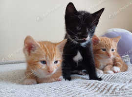 3 kit3  boys 5 weeks old Ready to go 15 May 0000