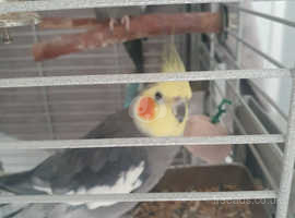 Pet Birds in Boldon Colliery Find Pets at Freeads in Boldon