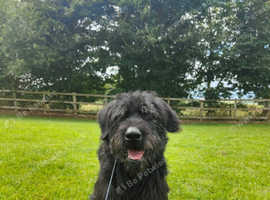 Obie 4.5 years