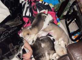 Pomsky Puppies available