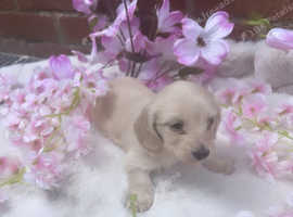 Puppy