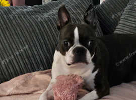 Looking for a stud for my girl boston