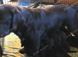 Beautiful Chocolate & Black Labrador Retriever Puppies for Sale.
