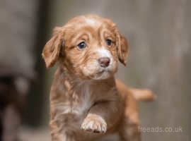 Cocker Spaniel Puppies Available for loving homes