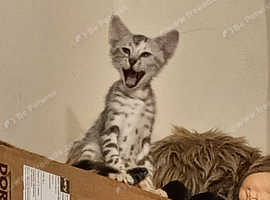 Exclusive F5 Full & Parti Rosetted Bengal kittens Variety of Colours