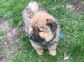 Chow chow puppies