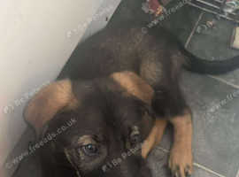 Male German Shepherd X Border Collie