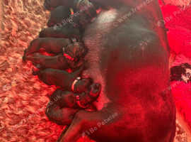 herder pups top quality bloodline
