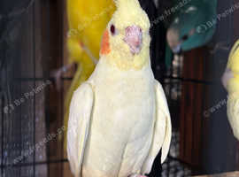 Beautiful baby Cockateils singing parrots delivery available.