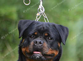 Beautiful Female Rottweiler