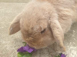 Female lilac lop bunny in need of a caring home. Loves to run round the garden