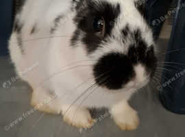 14 week old indoor pet rabbit