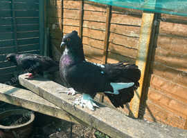 Pigeon for sale