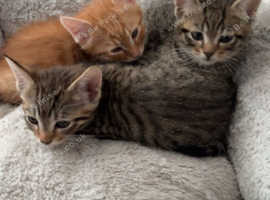 2 tabby kittens