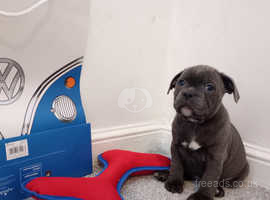 Blue staffy pups KC registered