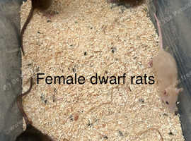 Dwarf rats