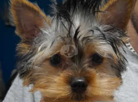 Miniature Pure breed Yorkshire terriers