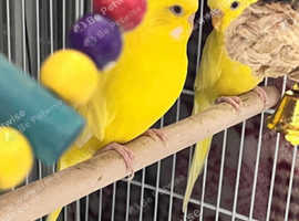 Handreared Lutino budgies