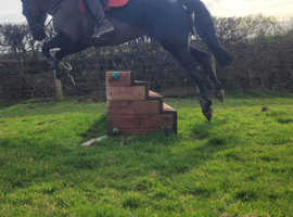 Striking Irish Sports Horse