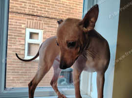 American hairless terrier