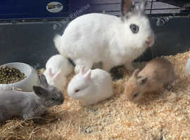 Rabbit Mum with four 2 month old rabbit girls looking for a forever home