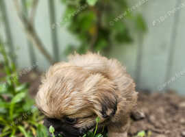 KC Registered Tibetan Spaniel