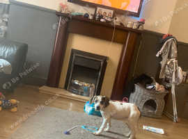 Female Lurcher puppy