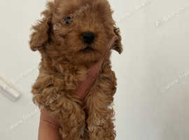Miniature poodle puppies