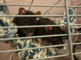 Two Female Rats For Sale