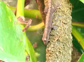 Mourning geckos 3 for £20.00