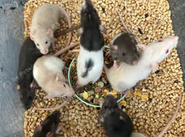 Rats for sale