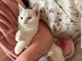 White kitten for sale