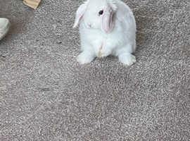 White mini lop rabbit