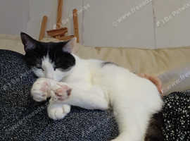 Female cat