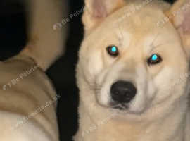 Female Akita for sale