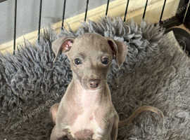 1 beautiful kc Italian greyhound girl looking for her forever home