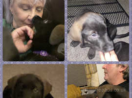 Tamaskan x Labrador Puppies for sale