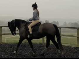 15.1hh 13 year old ISH x tb Mare