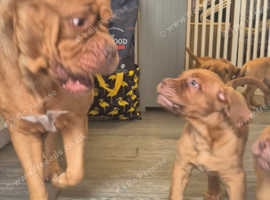 French mastiff/DDB puppies for sale