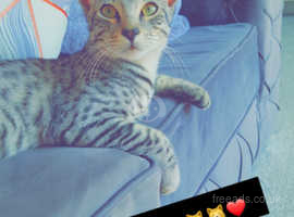 7 month old Male Egyptian Mau