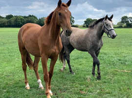 Foxisle stud youngsters
