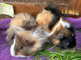 Guinea Pigs - pair of baby brothers