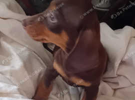 Standard Daschound puppys
